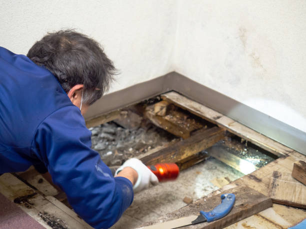 Best Mold Cleaning Services  in Radisson, NY