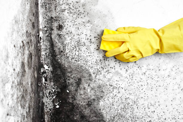 Best Local Mold Removal Service  in Radisson, NY