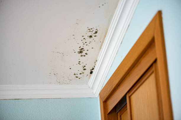 Best Crawl Space Mold Removal  in Radisson, NY