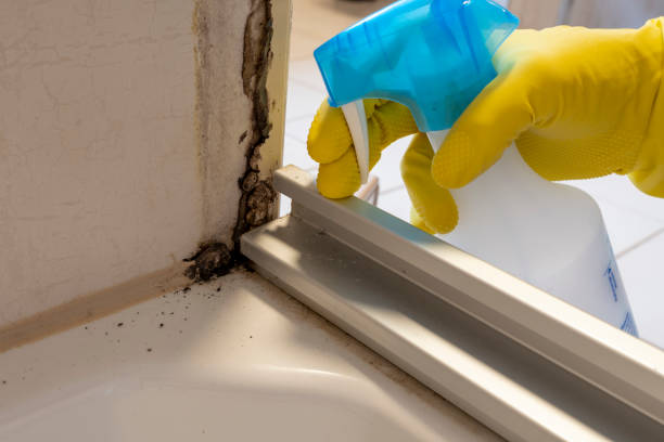 Best Home Mold Removal  in Radisson, NY
