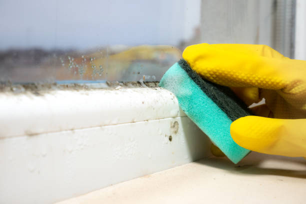 Best Mold Remediation Services  in Radisson, NY