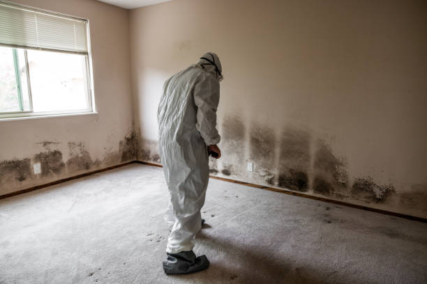 Certified Mold Removal in Radisson, NY