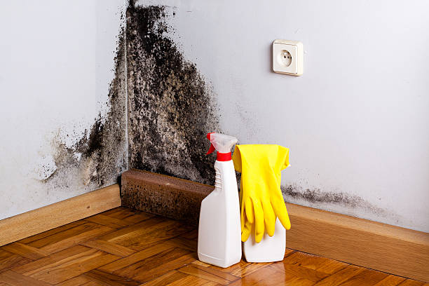 Best Attic Mold Removal  in Radisson, NY
