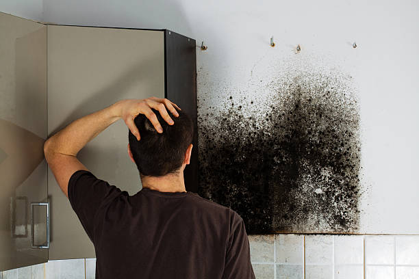Best Toxic Mold Removal  in Radisson, NY