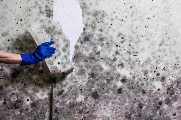 Best Affordable Mold Removal  in Radisson, NY