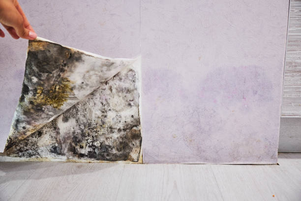 Best Attic Mold Removal  in Radisson, NY